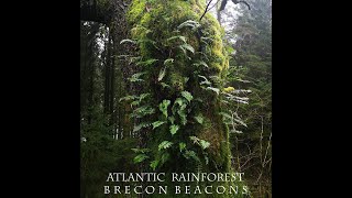 Rainforest in the Brecon Beacons?