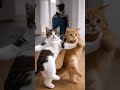 🐱🕺 Baby Cats Forgot They're Cats — Started DANCING! 💀 #shorts #cats #funny