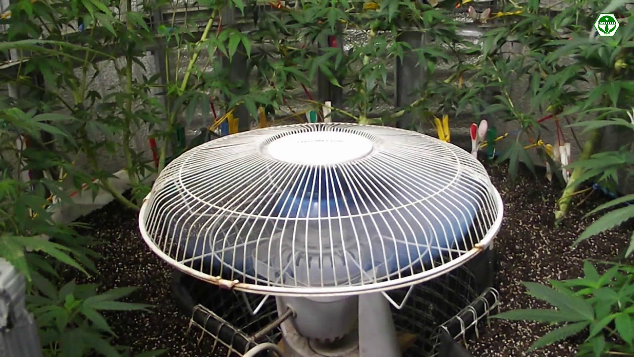 Silo Grow Method. Vertical grow. Grow indoor marijuana. Hemp.