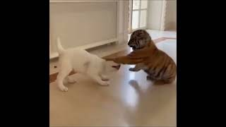 The Little Tiger Met The Dog. Hold And Don't Laugh 🤣🤣