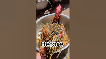After 10 Minutes Aseelmurga Myfarmupdateaseel Chicken Aseelmurgafarm Allpetstv Aseelhenfarm 