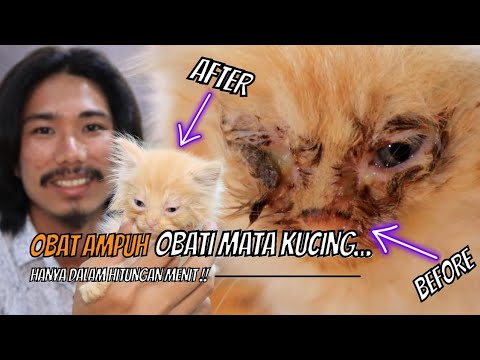 Video: Mengapa mata anak kucing ditutup kusut?