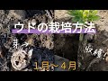 春の味覚！ウドの栽培方法【1月〜4月】【土寄せ】【収穫】【露地】2022年1月8日　3月26日　4月9日