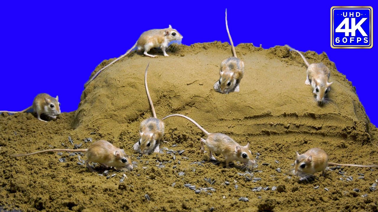 Mouse Dig Cat TV for Cats to Watch | Mouse Digging Burrows Holes in Sand | Hide ...