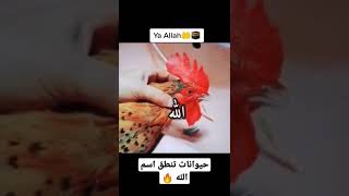 حيوانات تنطق اسم الله