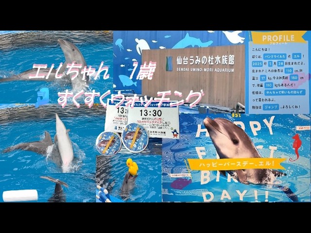 仙台うみの杜水族館🐬エルちゃんHappybirthday🎂】Sendai Umino Mori