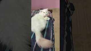 Cutest Persian Cats.#cat #cats #cute #pets #animals #persiancat #catlover #catvideos #tamil #youtube by Cat Paws 505 views 7 months ago 1 minute, 48 seconds