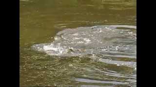 Frai Des Carpes Communes