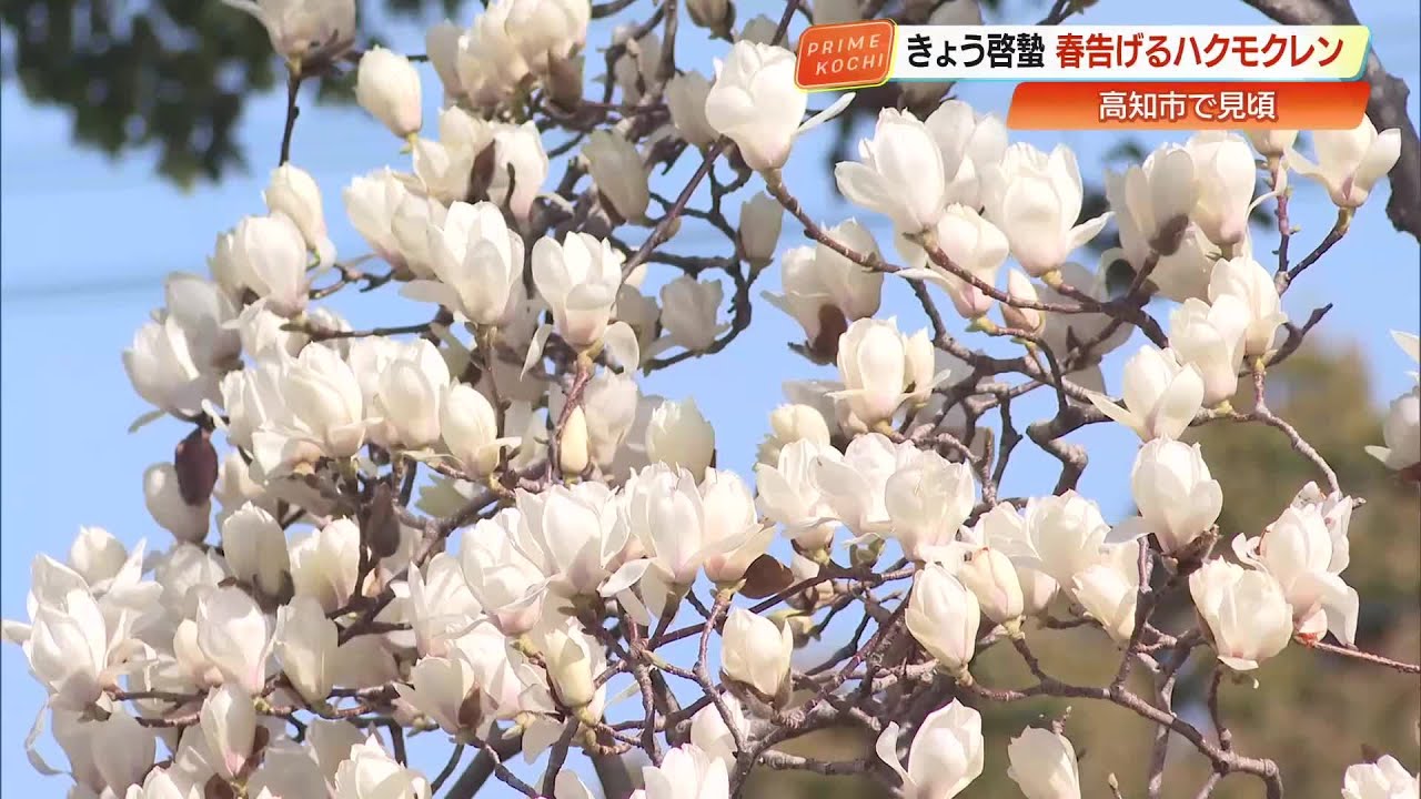 春の訪れ『啓蟄』の時期に咲く純白のハクモクレン　高知市の並木道で見頃 (26/03/05 19:34)