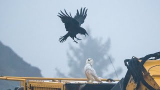 : Snowy Owl vs Raven on a windy day.
