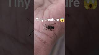 Tiny createure 😱💯#tiny #creatures