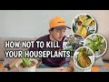 TOP MISTAKES THAT CAN KILL YOUR HOUSEPLANTS