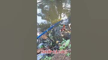 Nhấp Cá Lóc Bằng Vịt: Hốt Luôn Cặp Vợ Chồng Cá Lóc!