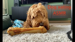 Dog eating bone - ASMR by Doodle Koda 386 views 1 year ago 7 minutes, 24 seconds