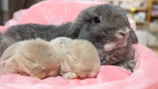 生後2週間の双子の垂れ耳赤ちゃんうさぎ【ホーランドロップ】