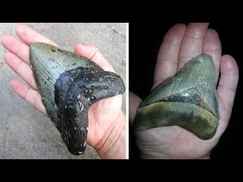 Giant Prehistoric Shark Tooth Washes Up On North Carolina Beach