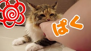 ちゃちゃが甘噛み出来るようになった瞬間...