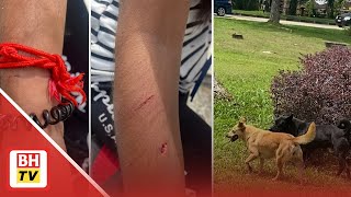 Rayu selesai masalah anjing liar