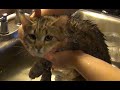 Pixie Bob Kittens First Bath の動画、YouTube動画。