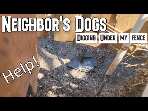 How Can I Stop The Neighbor’S Dogs From Digging