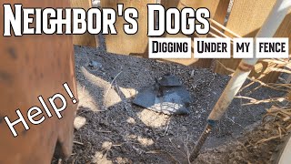 How can I stop the Neighbor's Dogs from Digging