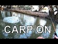 Carp fishing, an epic battle with a big carp