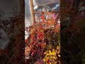 Maple colours in snow