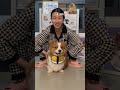 今天感觉是儿子训麻麻 柯基 萌宠出道计划 柯基屁股 今天感觉是儿子训麻麻 柯基 萌宠出道计划 柯基屁股