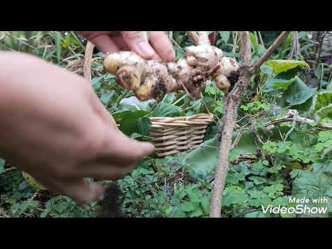 Video: Hardin Ng Gulay: Ano Ang Itatanim, Ihasik Sa Hunyo