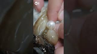 Why Are Pearls Expensive