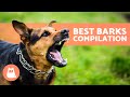 The Best Videos of DOGS BARKING 🐶🐾 BARKING of Angry, Happy and Funny DOGS!