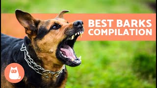 The Best Videos of DOGS BARKING 🐶🐾 BARKING of Angry, Happy and Funny DOGS!