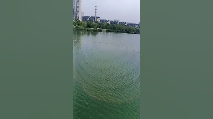 m4 tech fishing trap, how to throw fishing net Catch fish in the River 1