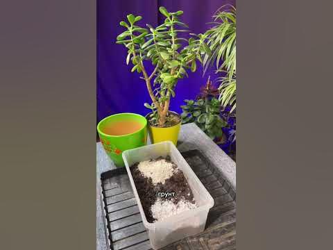 Денежное дерево приносит деньги ? - YouTube