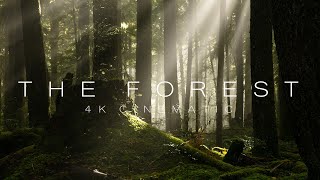 The Forest II - 4K Forest Cinematic