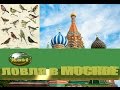 ловля птиц ,ЩЕГЛОВ в МОСКВЕ