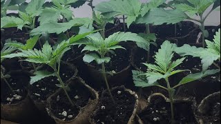 Uk outdoor autoflower grow 2020 SEED STOCKERS AUTO RANGE