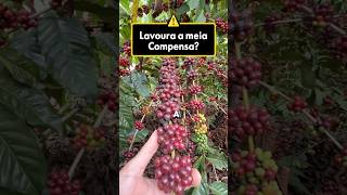 Clone as1 🌱 #topshowgalerinha #cafe #café #agro #roça