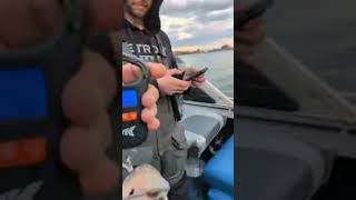 22 inch walleye 2.69 lbs #michigan #detroitriver #walleye #walleyefishing