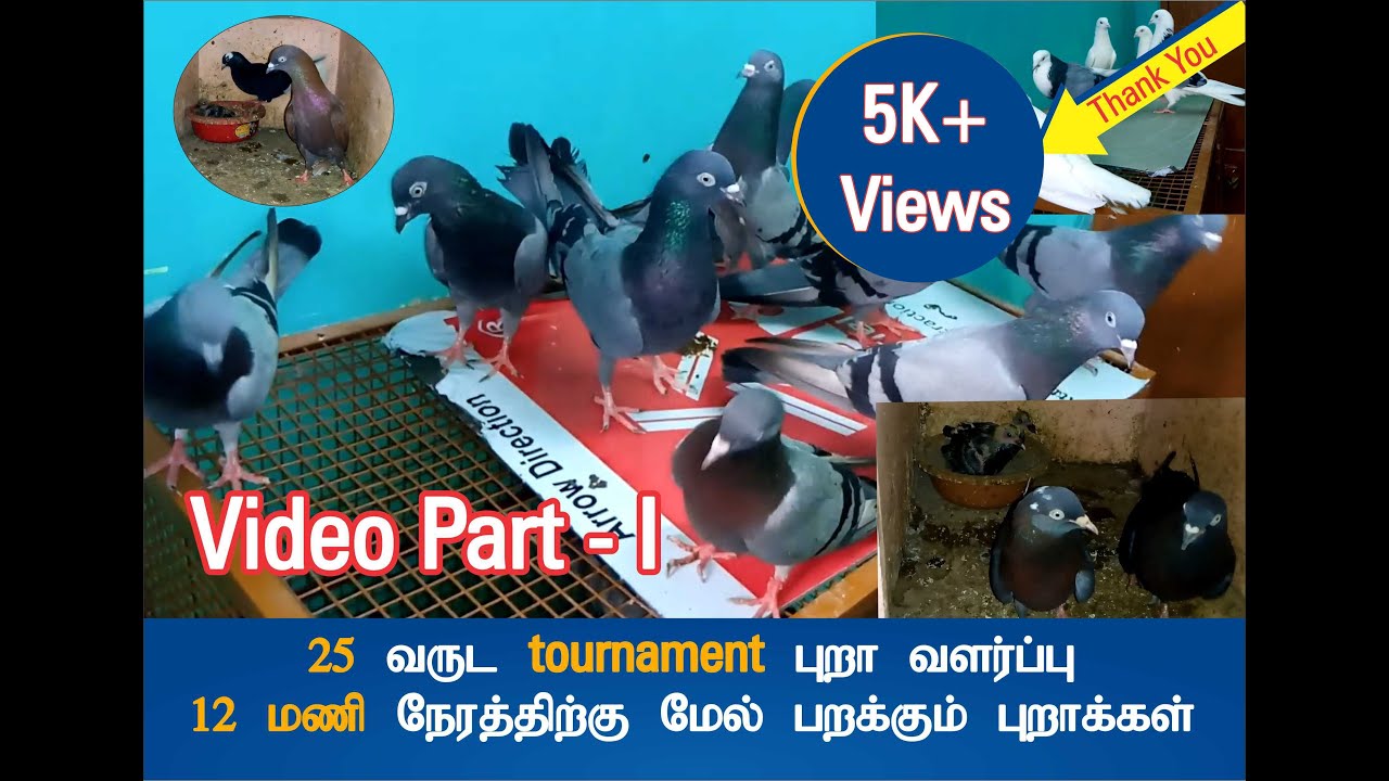 25 Years Of Tournament Pigeon Breeding Part 1 Dreamer Paul Vlog Tamil The Dreamers 25 Years Tournaments