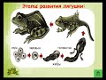 урок №21 по Окружающему миру Размножение и развитие животных  3класс ПономареваН А