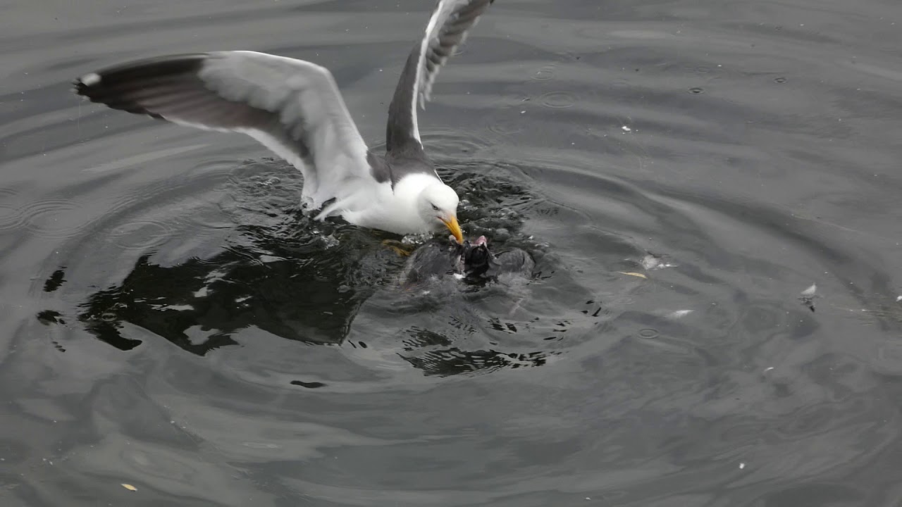 PIgeoneating gull seen from the bridge YouTube