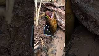 Incredible Eal In The Hole Catching And Eating fishdiet fishing fish