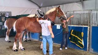 Draught Horses at the Big E, September 21, 2011
