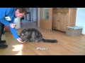 Maine Coon Clickertraining