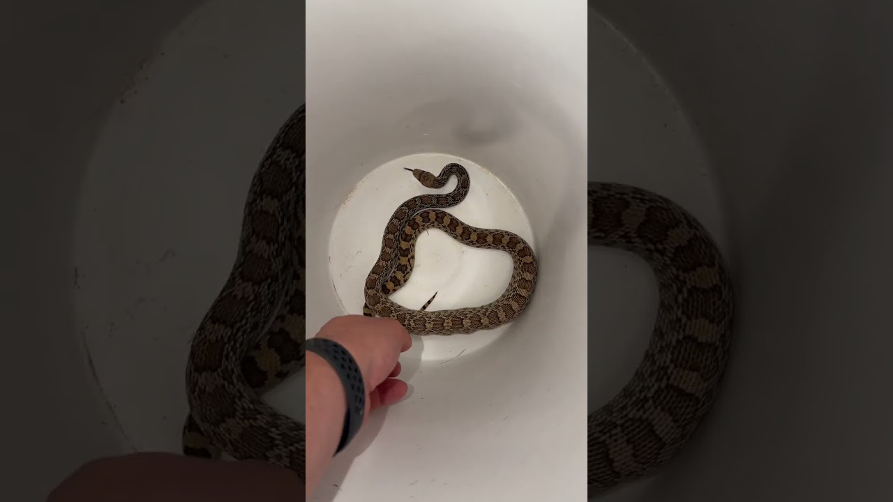 Gophersnake Ate All The Eggs