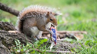 Cicadas, Snickers and feeling naked without a mask — Congressional Hits and Misses