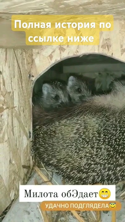 ЕЖИХА С 6 ЕЖАТАМИ 🦔 #ежи #ежиха #зверьёмоё #ежата - YouTube