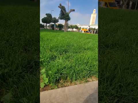 الحي المحمدي عين السبع 2024