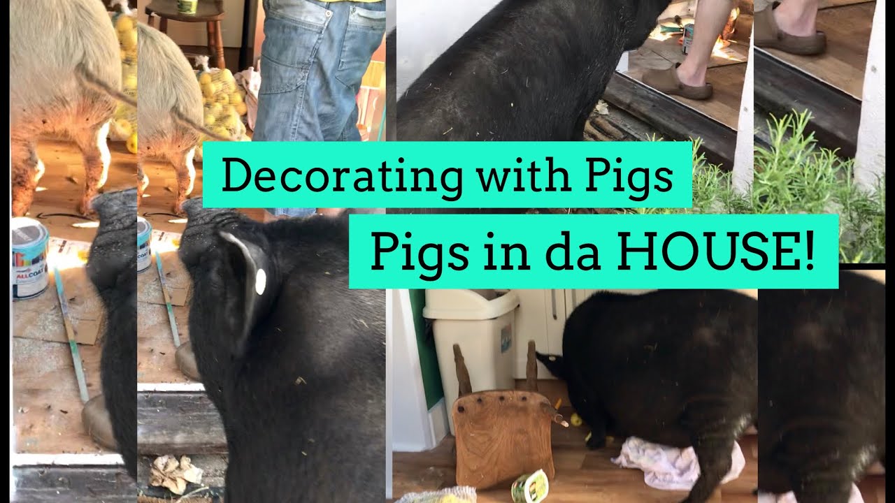Decorating With Pigs In The House YouTube decorating-with-pigs-in-the-house-youtube